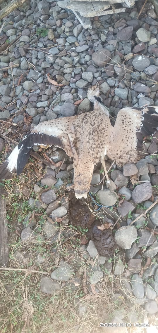 Rare Macqueen Bustard spotted for the first time in Jammu and Kashmir, wildlife department on alert