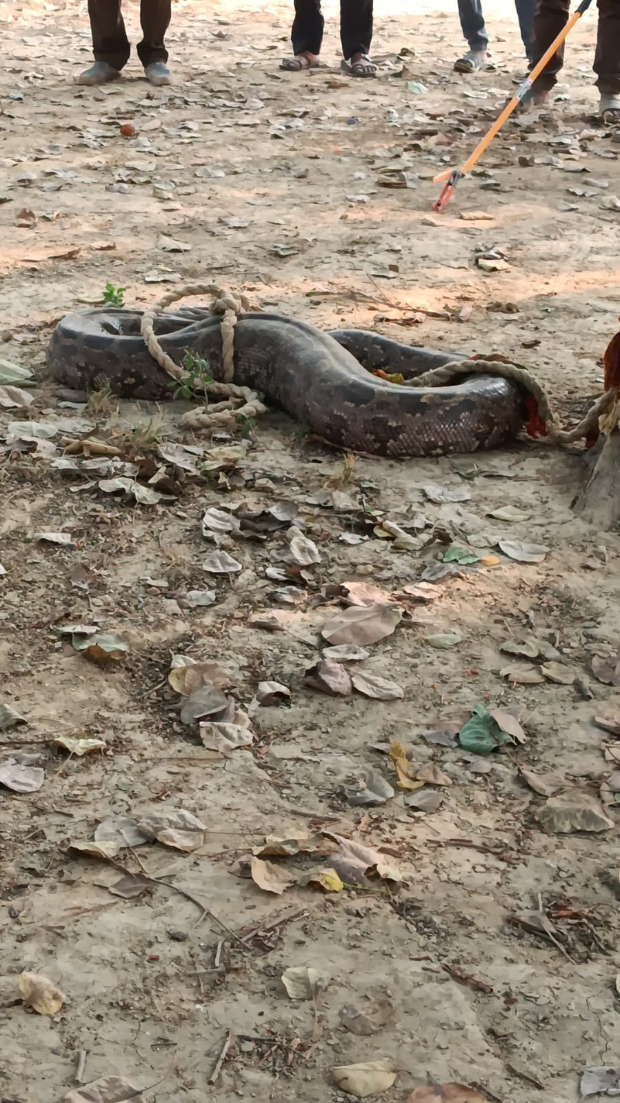 An 8-foot python was found during the excavation of a mound.