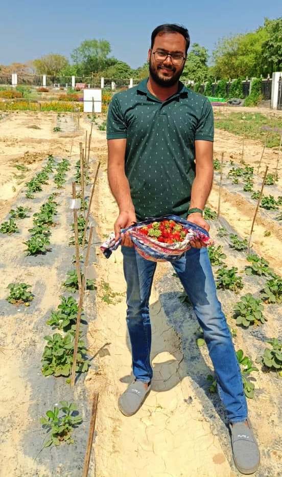Strawberry cultivation will open new employment opportunities for farmers