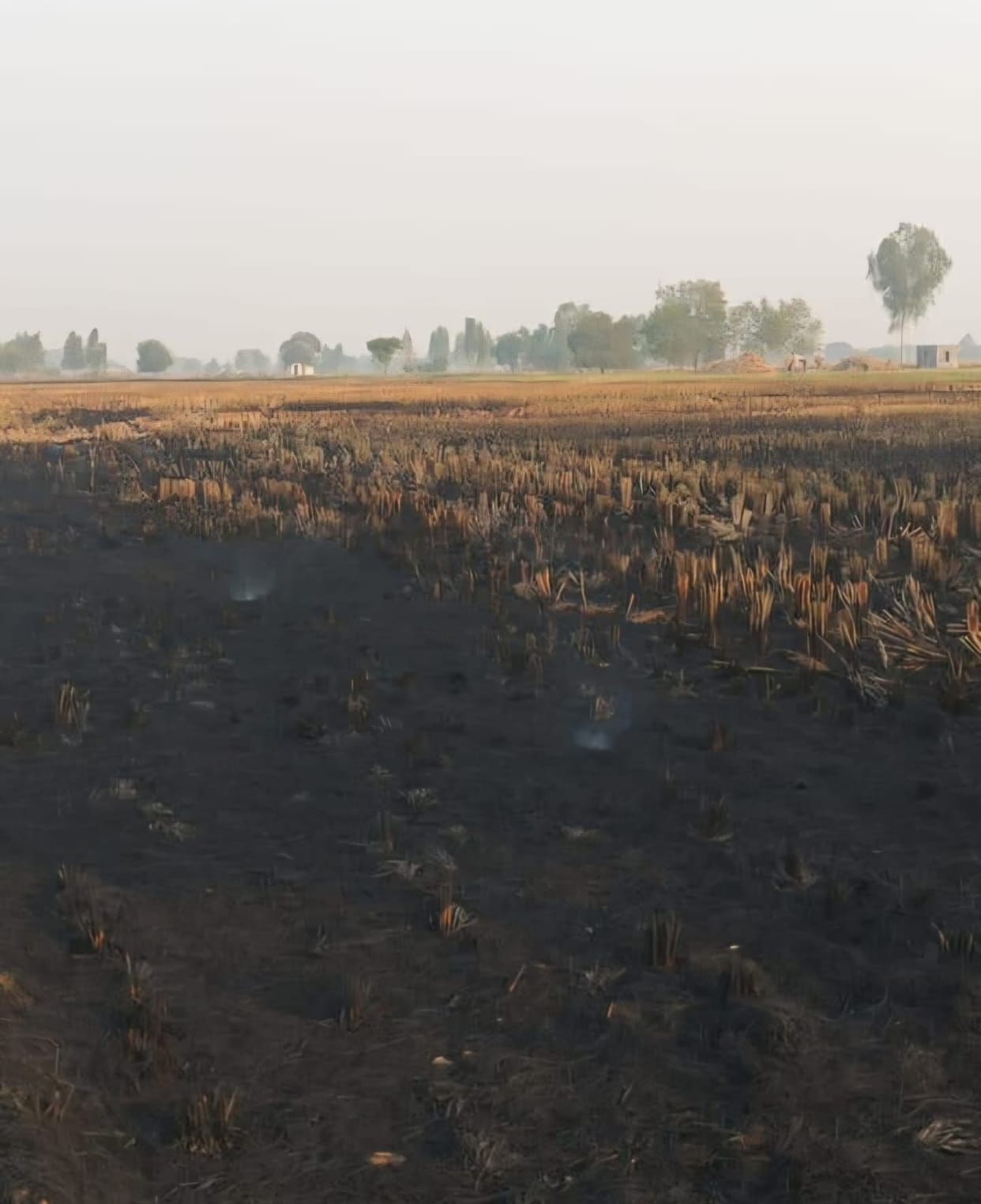 Seven locations were found from the satellite, crop residue was found burnt at two places.
