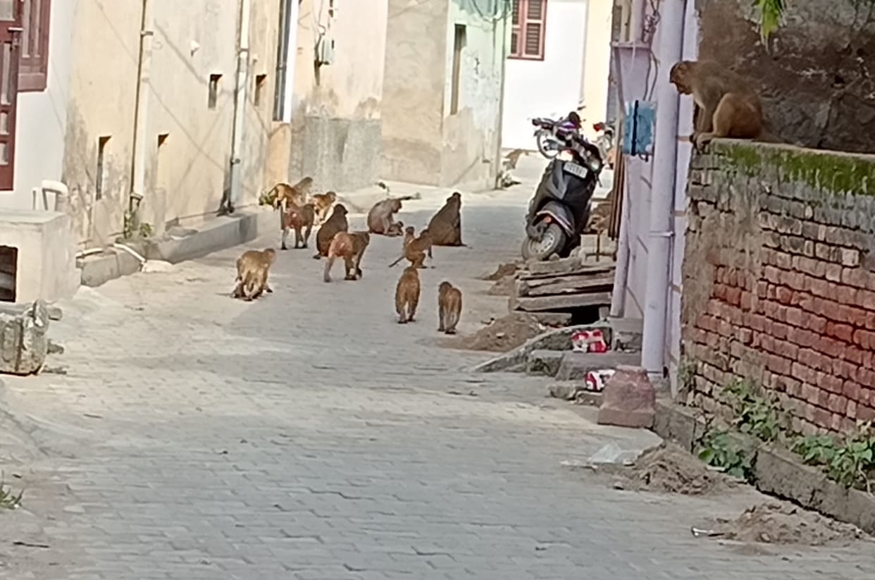 Hope for relief from monkey menace in the city