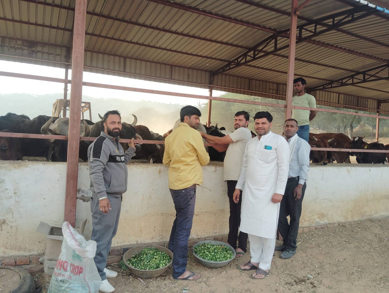 The cow was fed jaggery and fodder