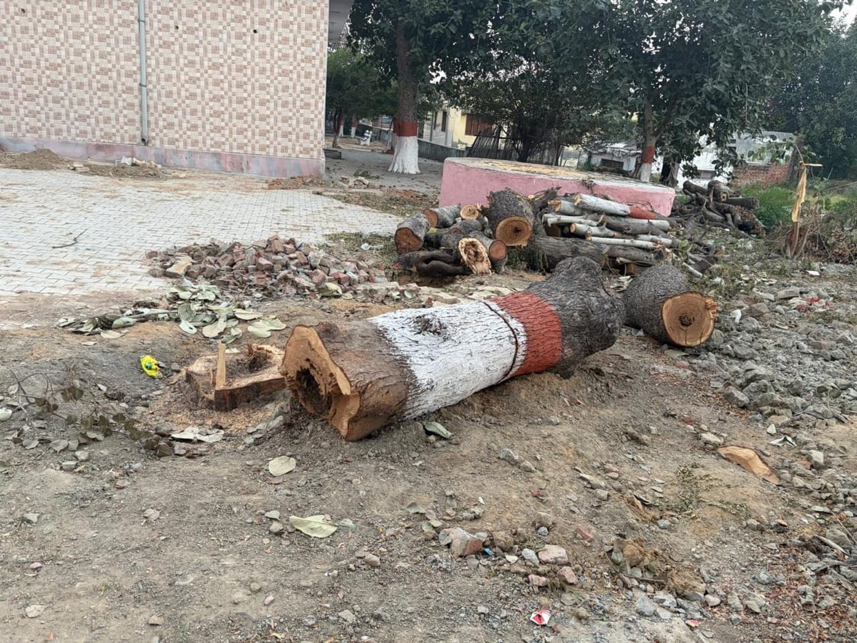 An 80-year-old tree was cut down without permission in Karaur.