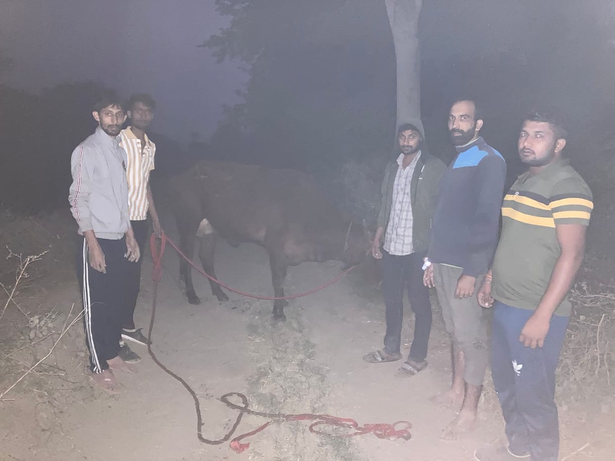 Cow trapped in canal, saved by cow protection team