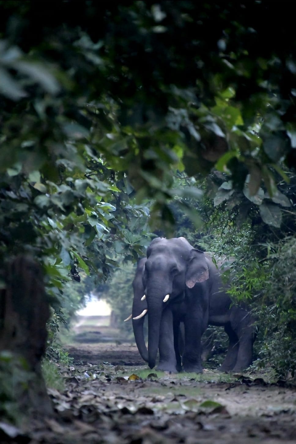 Nepalese elephants split into groups... one camped in the barn, the other in the Debipur forest