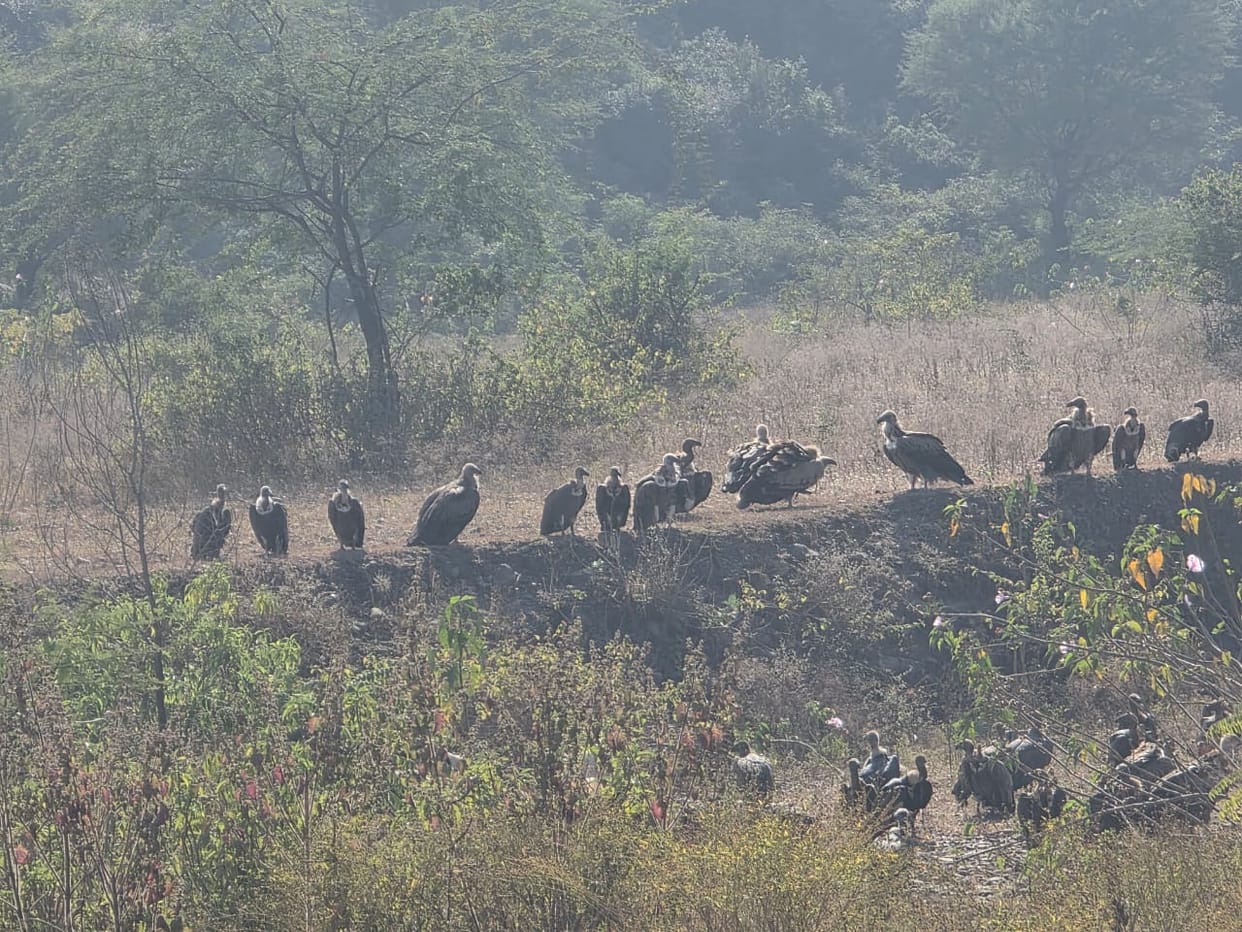 A flock of vultures was frolicking, a wave of happiness was seen among environmentalists.