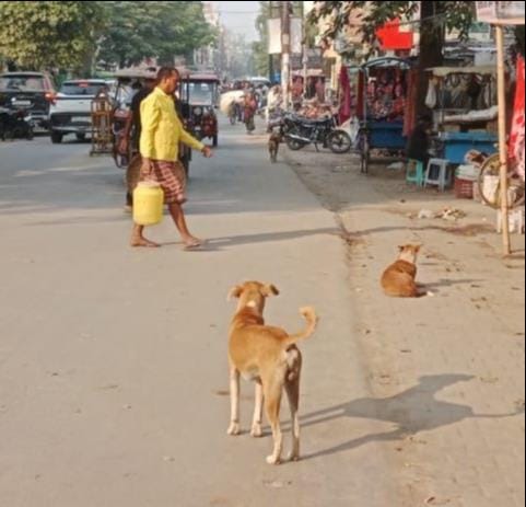 Shelters will be built for stray dogs in the bodies.