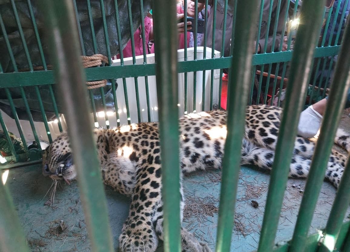 Leopard enters house following dog, elderly man closes door