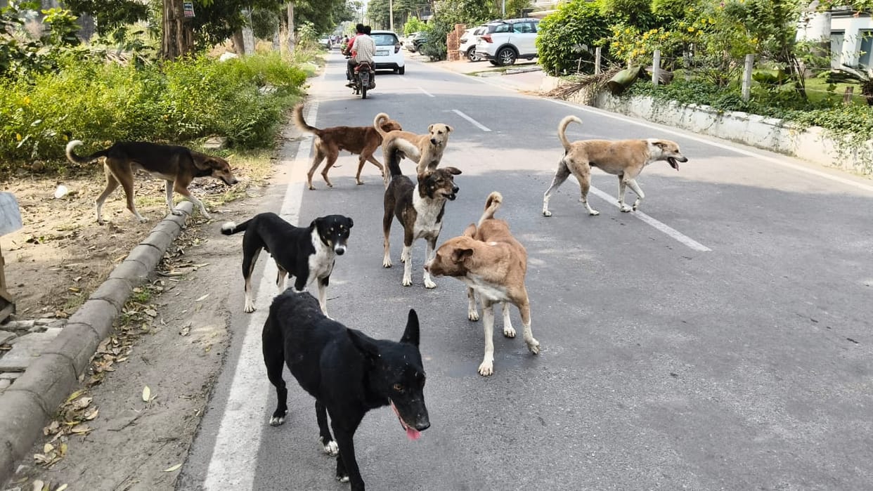 Dogs are becoming violent after eating meat thrown away from shops