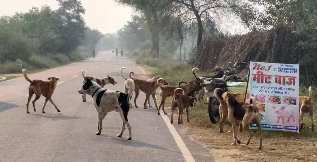 Dogs turn aggressive in the cold, bite 25 people in 10 days