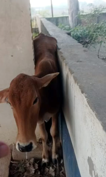The cow got stuck... it could be rescued by cutting the wall.