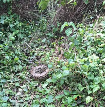 A giant python was seen in the bushes in Dhobianpurva village.