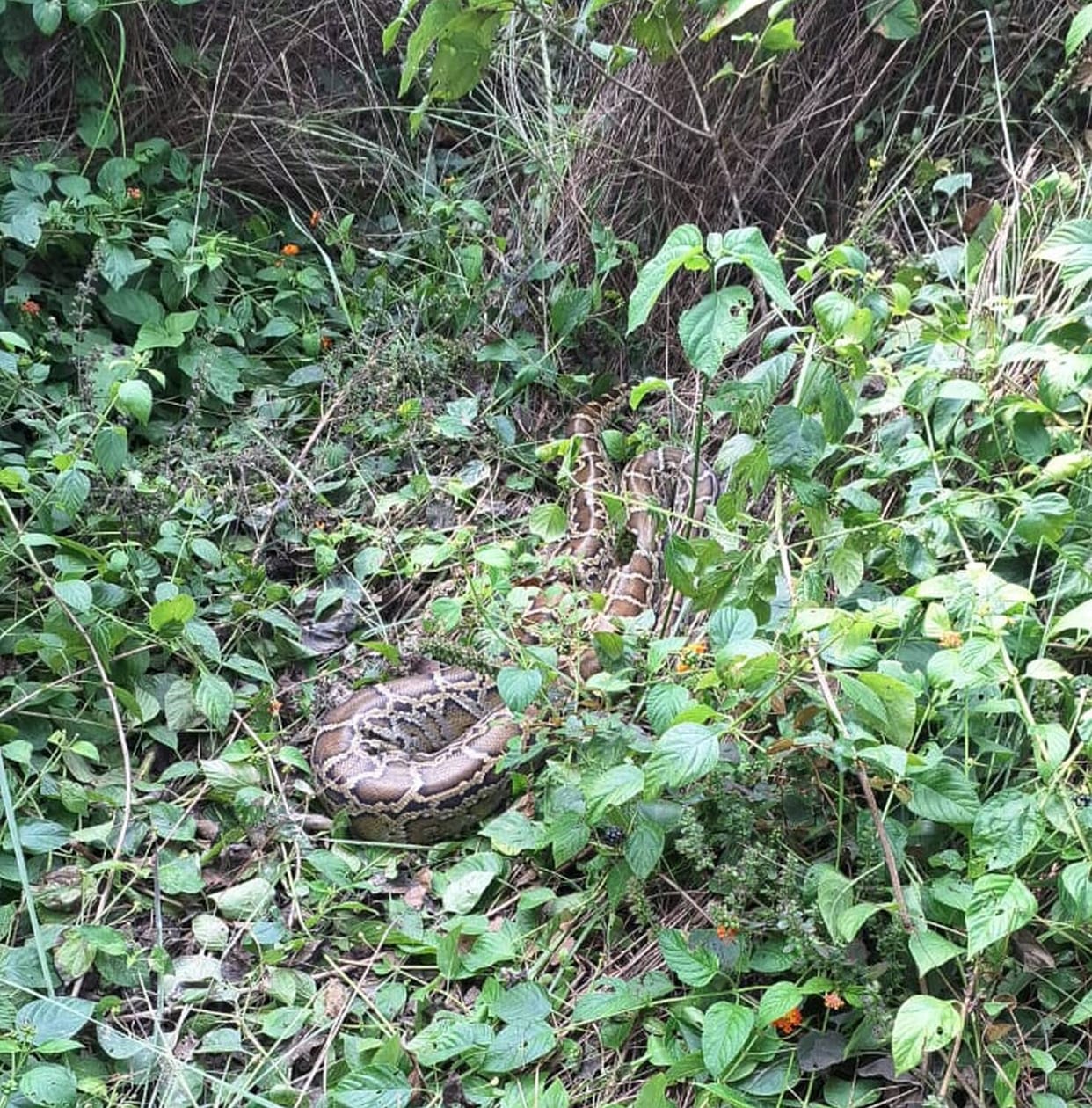 A giant python was seen in the bushes in Dhobianpurva village.