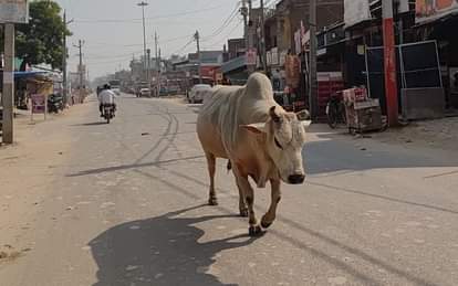 The responsible people did not learn any lesson, bulls were seen roaming around fearlessly.