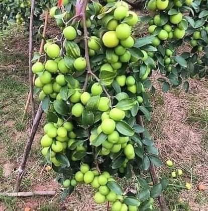 Plum gardening will get a boost again