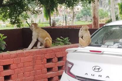Hope of getting rid of monkeys has arisen, the Municipal Corporation has issued a tender.