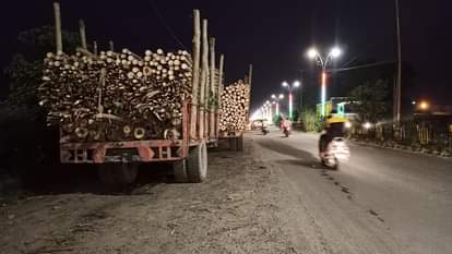 Prices of poplar have fallen despite normal arrivals in timber markets