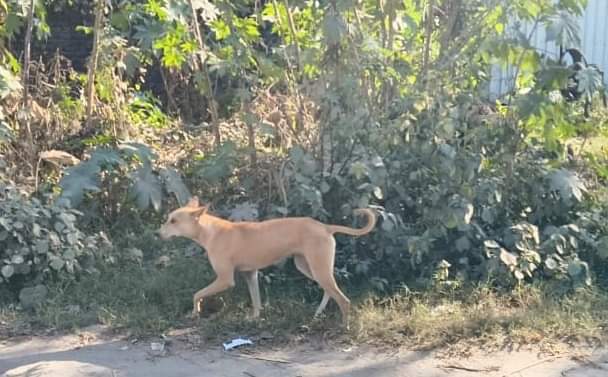 नेहरू पार्क में घूमता लावारिस कुत्ता। संवाद