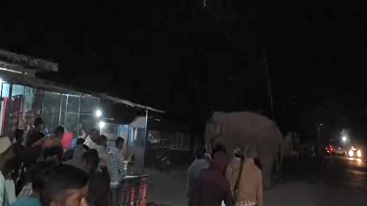 The patrol team chased away the elephant that had come to Jhanda Chowk.