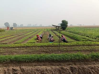 Seasonal flower saplings will be distributed free of cost on November 18 in Dadbi.