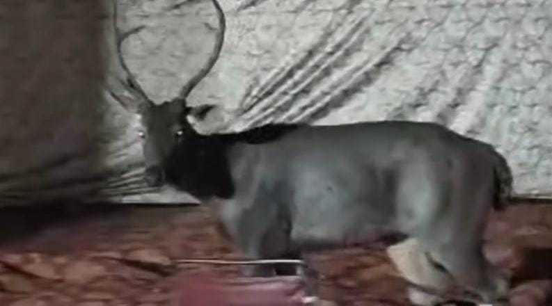 Sambar deer enters wedding tent in Dhaliyawas