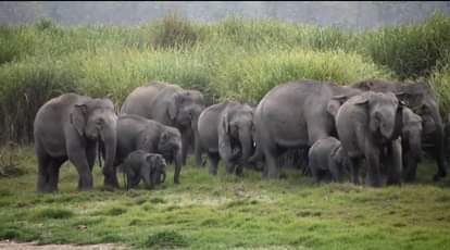 Another herd of 35 elephants reached Dudhwa from Nepal