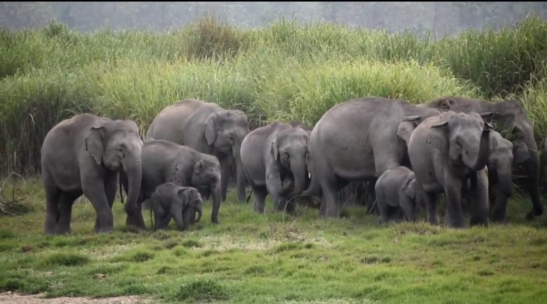 Another herd of 35 elephants reached Dudhwa from Nepal