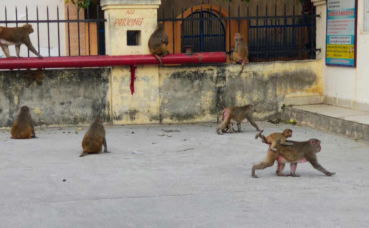People are troubled by the terror of monkeys, town residents demanded their capture.