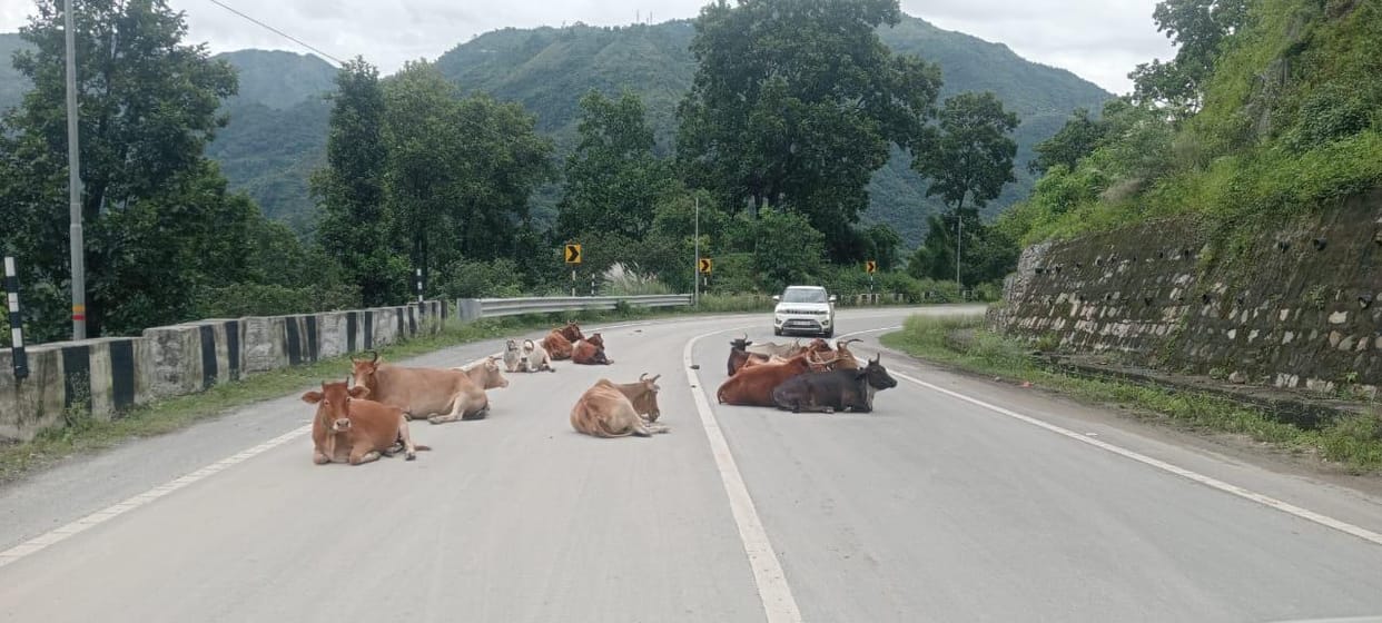 Stray animals create terror on NH from Paonta to Sataun, risk of accidents