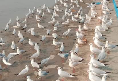 Foreign birds frolicking on the waves of the Ganga