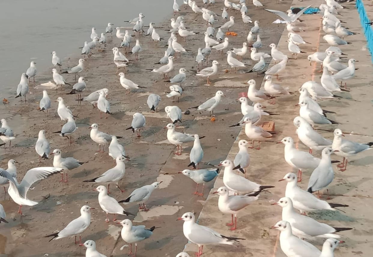 Foreign birds frolicking on the waves of the Ganga