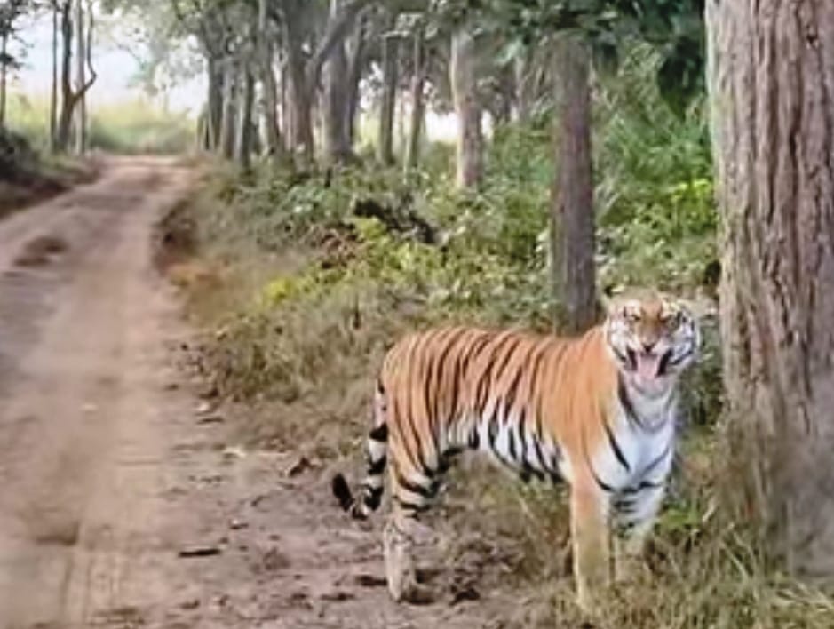 Tourists spot tigers while enjoying the bright sunshine