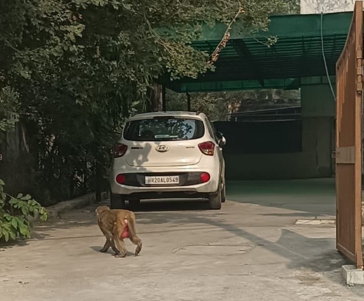 Monkeys have become a problem in the city, no tender has been issued for catching them for a year.