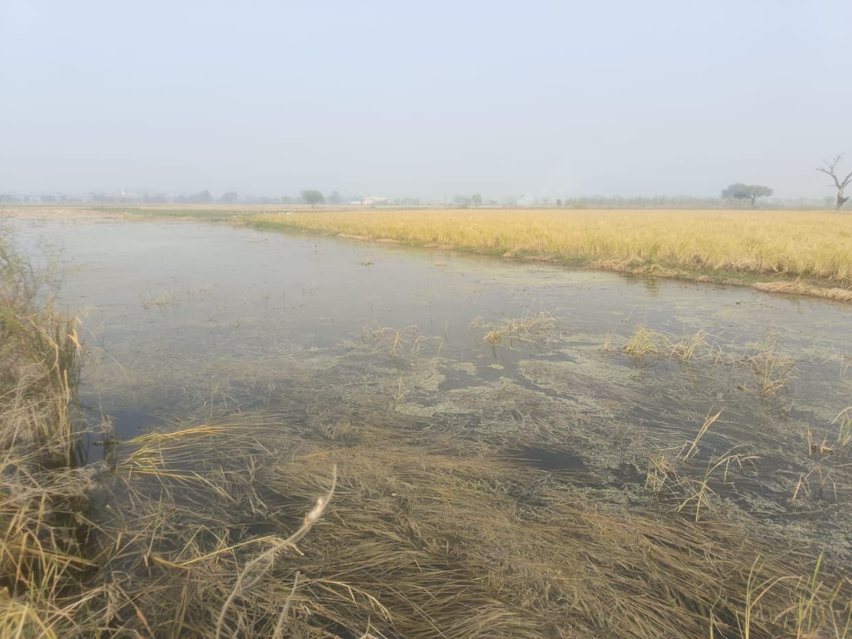 Even after two months, water has not receded from the fields of Budha Kheda village.