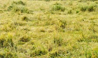 govt approved covers under Pradhan Mantri Fasal Bima Yojana bringing crop losses due to wild animal attacks