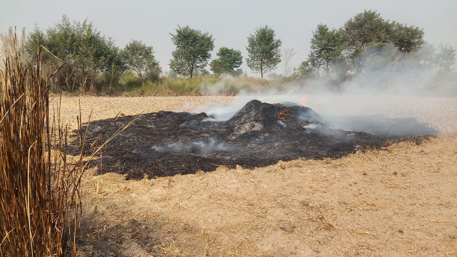 पराली प्रबंधन के लिए हरियाणा सरकार ने तैयार किया प्लान