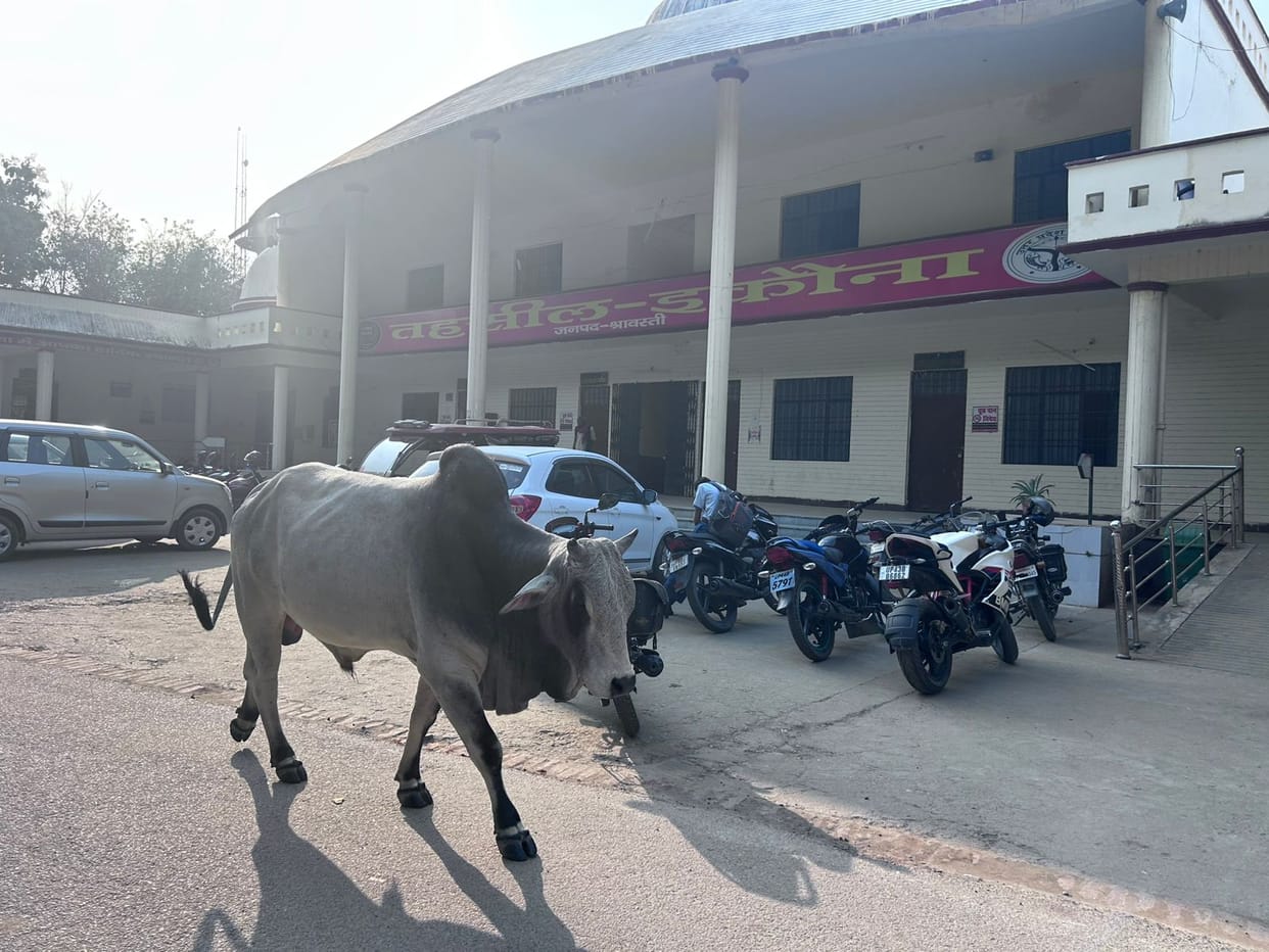 Stray bulls create trouble in Ikauna tehsil, lawyers worried