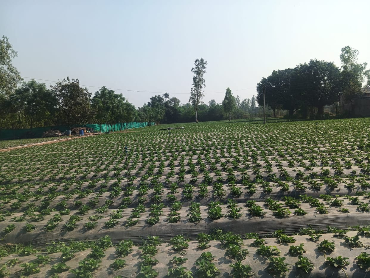 Strawberry will increase income, this time a record production of two thousand quintals is estimated.