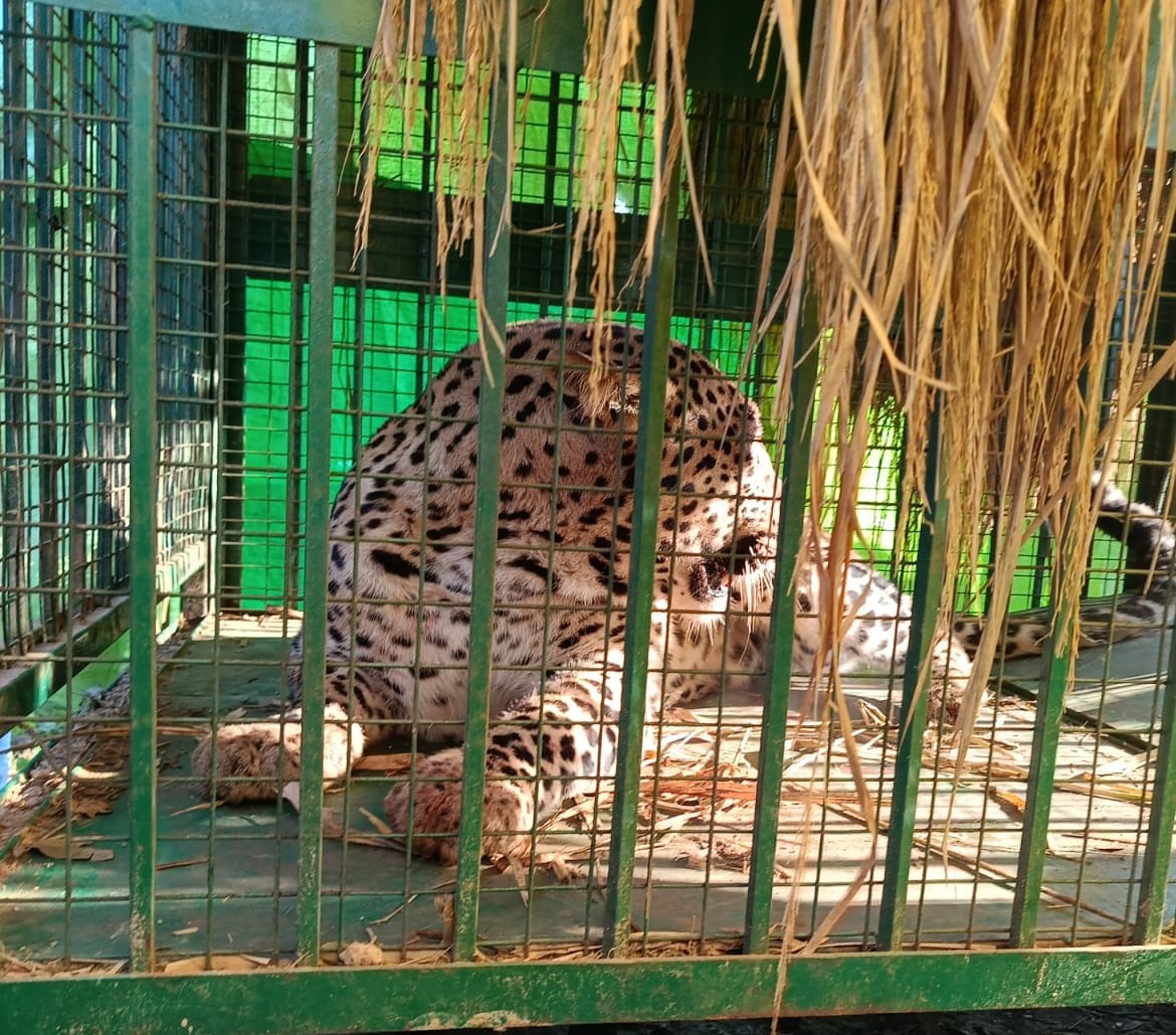 Male leopard captured in cage, relief for farmers
