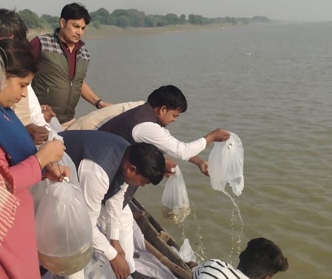Fish released into the Ganges will curb pollution.