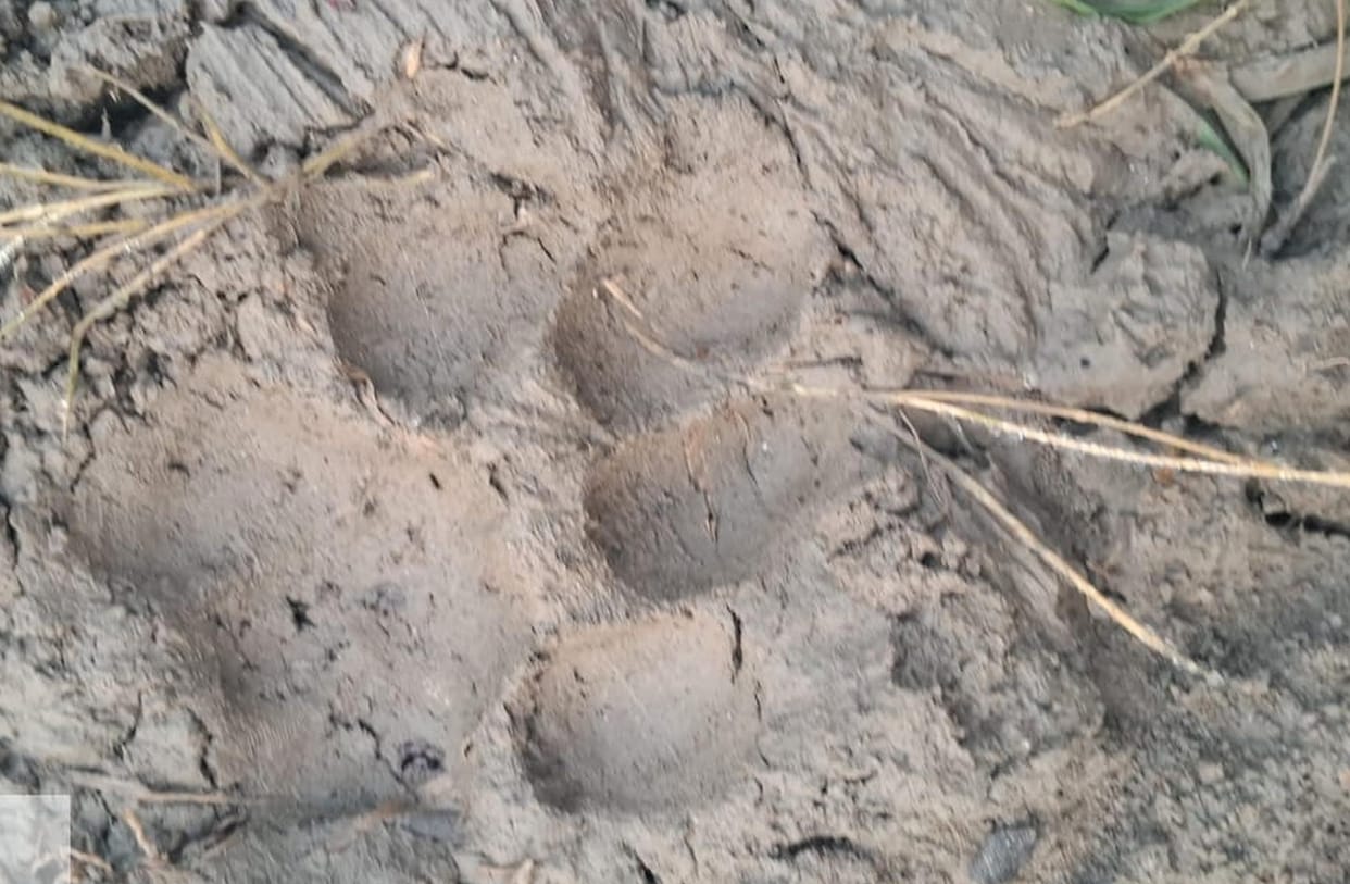 Leopard kept roaming in Triloki Gaudhi village throughout the night
