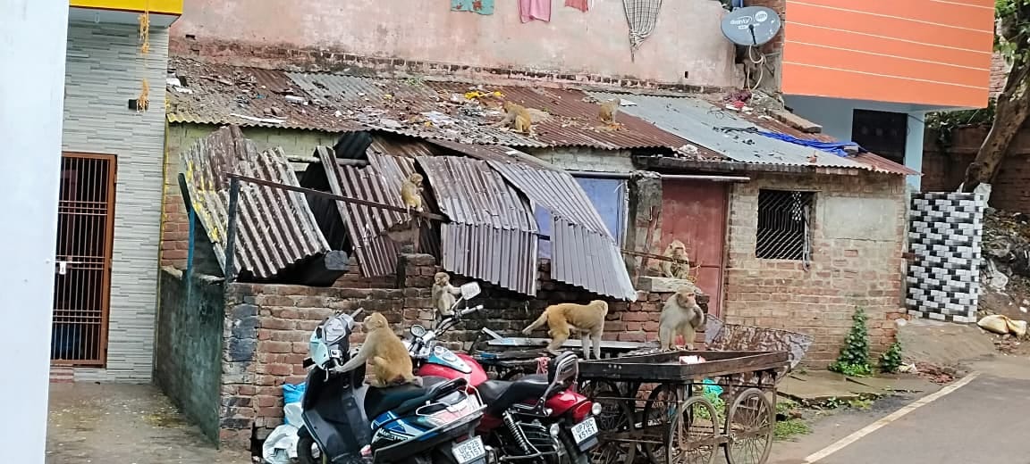 People are not leaving their homes due to the fear of monkey menace.