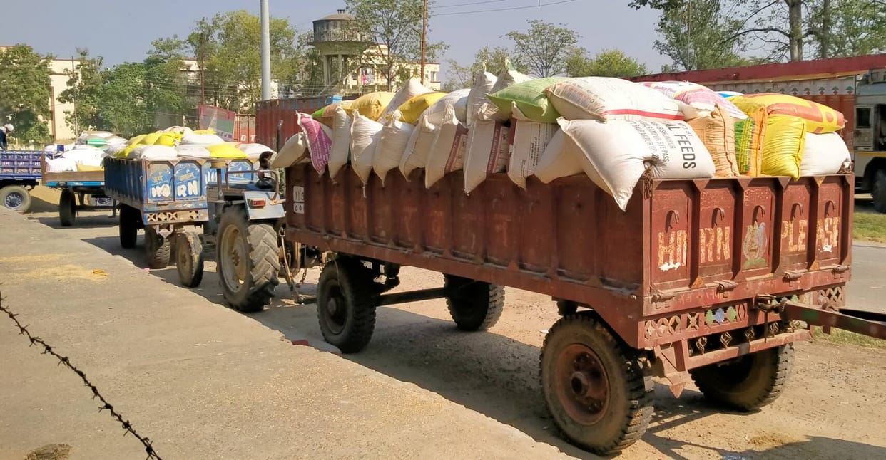 Pockets of farmers harvesting black-spotted paddy