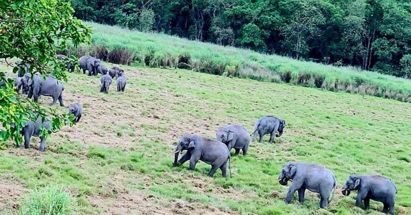 Two Nepalese elephants again reached Kishanpur Sanctuary from Chaltua