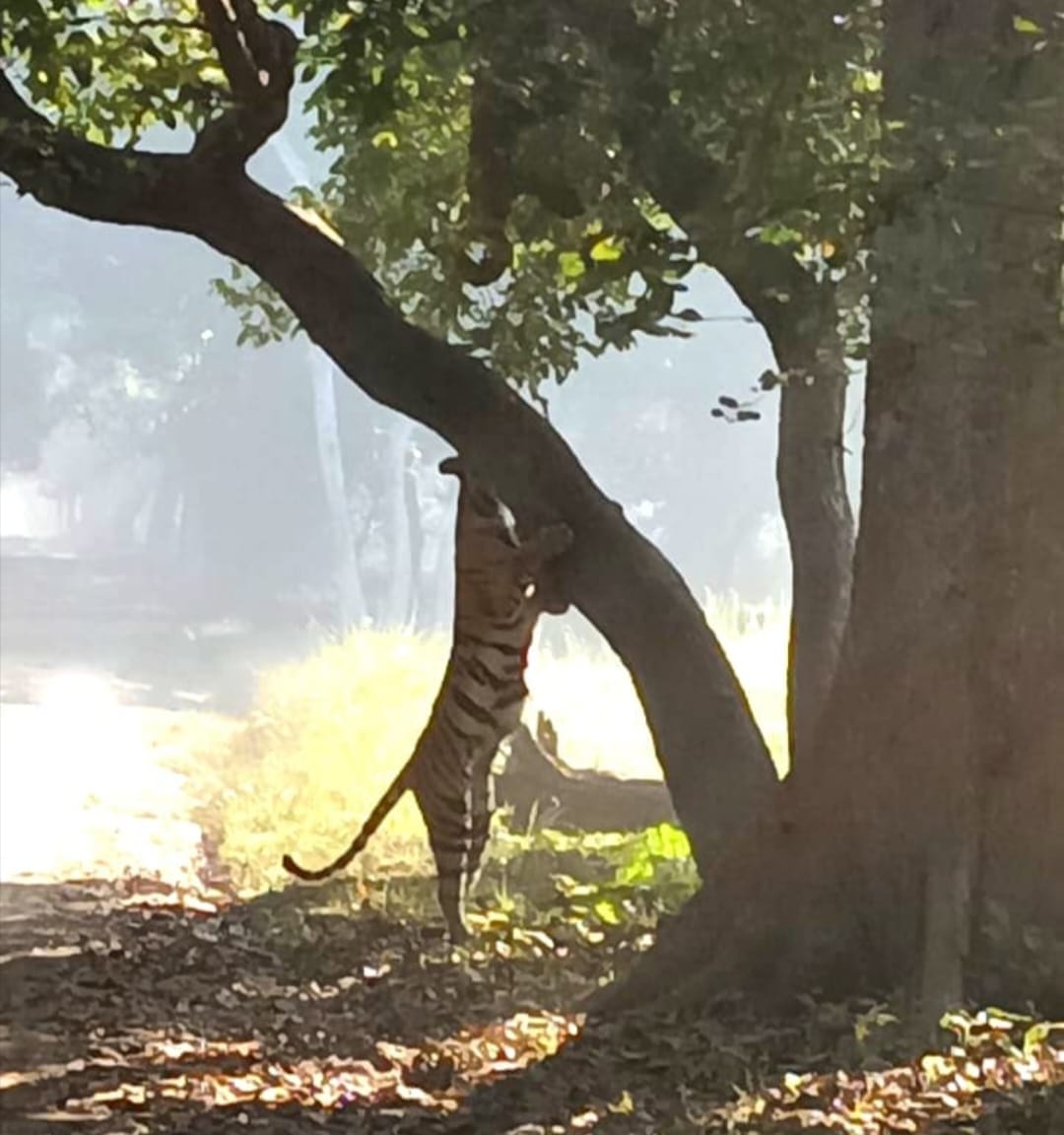 Tourists were thrilled to see the tiger in Kishanpur