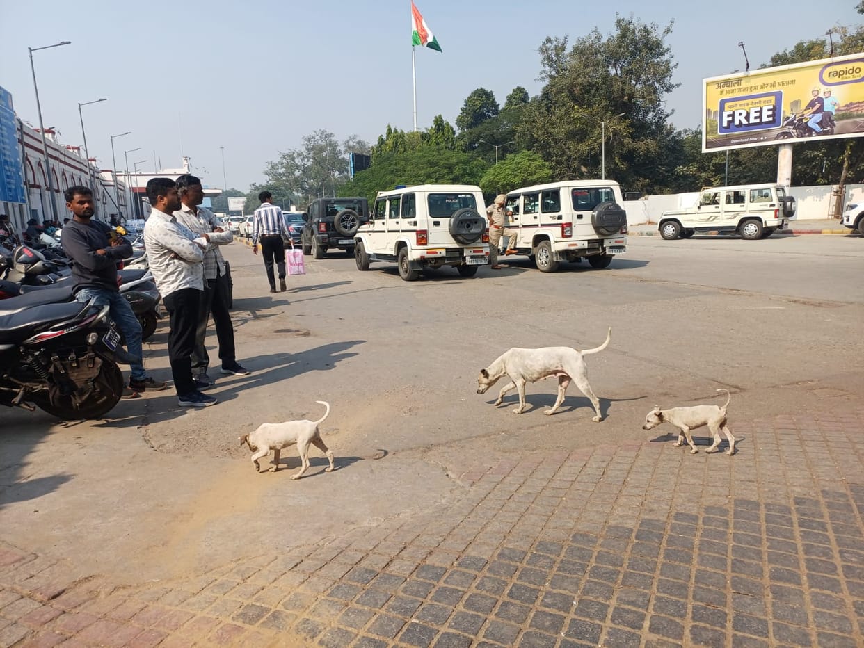 Open tender for sterilization of dogs in Municipal Corporation