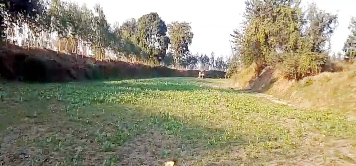 Ploughed the land of Bhainsi river and sowed mustard.