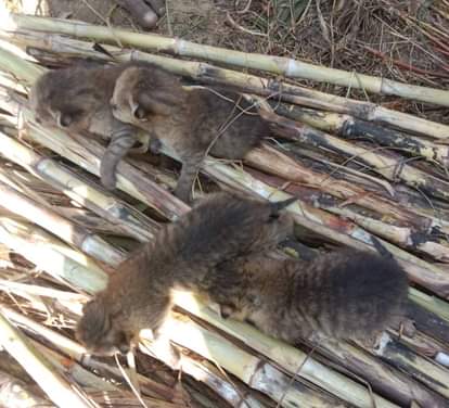 Five wild cat cubs found in a sugarcane field