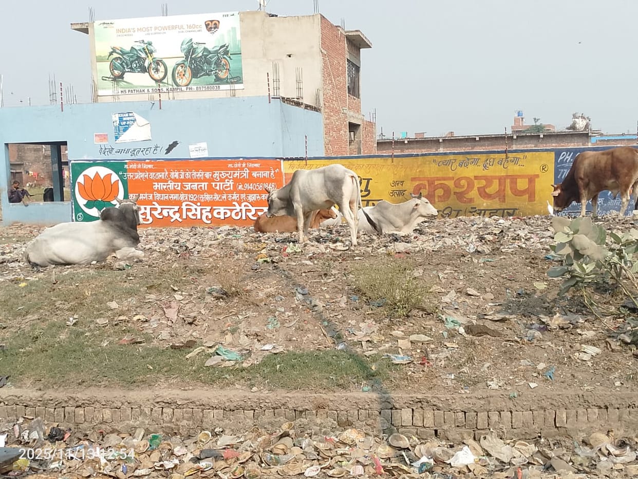 The flood is over, but cattle haven't returned to the Shahpur Gangpur cowshed.