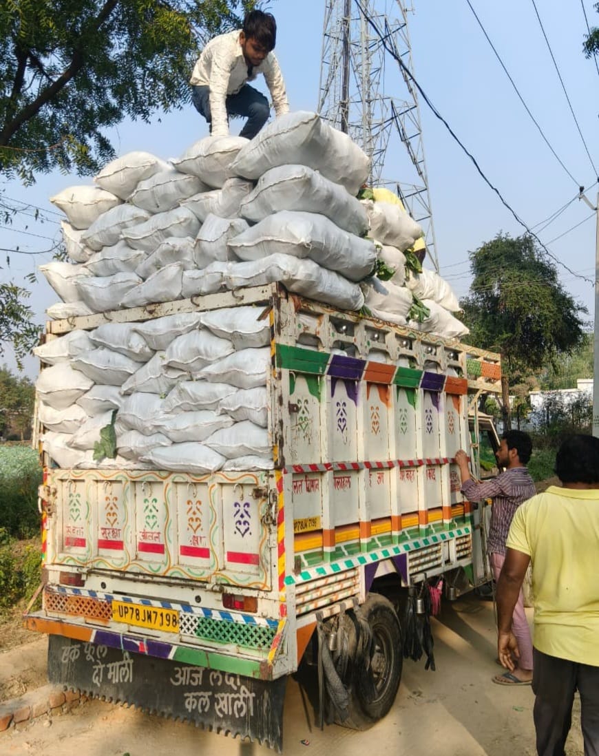 Demand for Farrukhabadi Cauliflower in Purvanchal